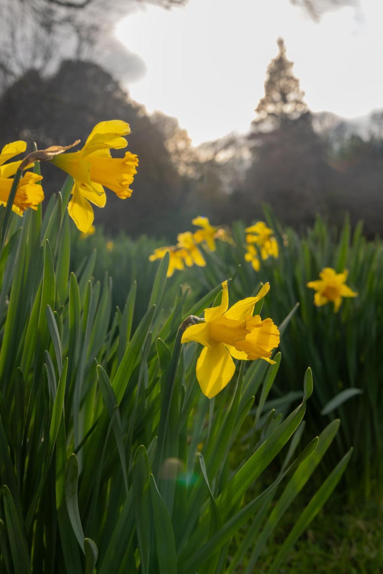 The Forest At Mount Congreve Gardens Kilmeaden Екстер'єр фото